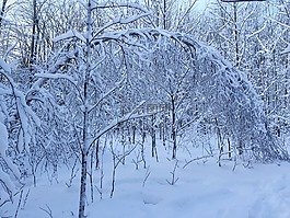 雪,弧,森林
