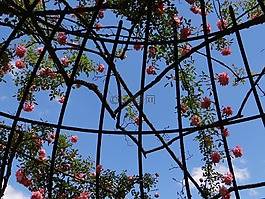 玫瑰園,植物園,春天