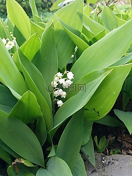 鈴蘭,花園,春天