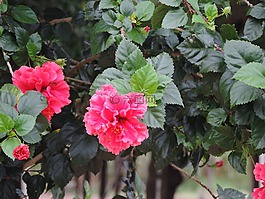 花,網(wǎng)絡(luò),粉紅色