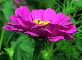 花,花園,粉色