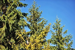 植物,針葉樹(shù),綠色