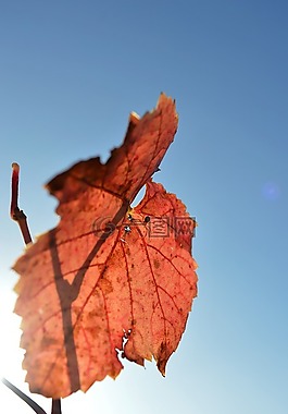 數(shù)值調(diào)節(jié)鈕,bug,花園