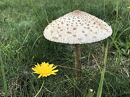 蘑菇,性質,草