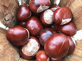 板栗,收集,秋季
