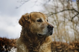 金毛獵犬,寵物,狗