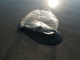 水母,海,海灘