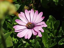開花,紫,蜜蜂
