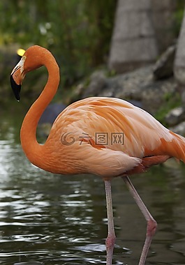 火烈鳥,鳥,粉紅色的火烈鳥