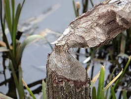 海貍的工作,樹,閉塞
