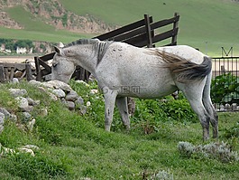 原野,馬匹,動(dòng)物