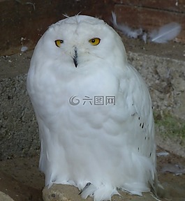 雪鸮,鸟,羽毛