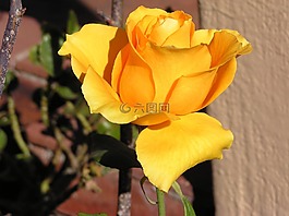 花,玫瑰,橙色