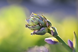 霍斯塔什,花,厂