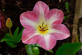 春天的草地,花,開(kāi)花