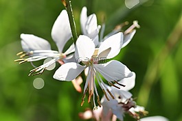 霍斯塔什,花,厂