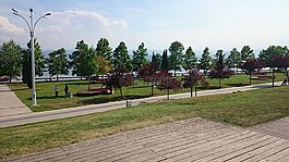 自然,樹,海邊的公園