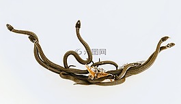 動物,蛇,草蛇