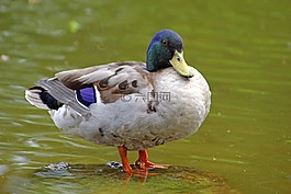 鴨,水禽,鳥