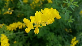 春天,鮮花,大自然