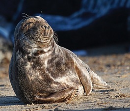 密封,野生動物,自然