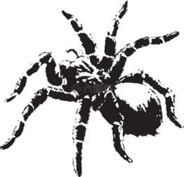 蜘蛛,自然,web