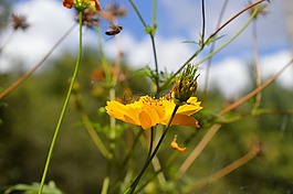 花卉,鮮花,性質(zhì)