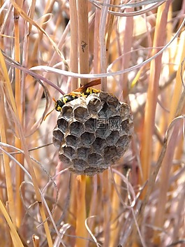 黃蜂'巢,黃蜂,六角