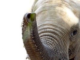 象,樹干,動(dòng)物園