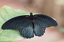 昆蟲,蝴蝶,關(guān)閉