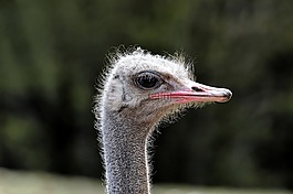 鴕鳥,鳥,跑步者