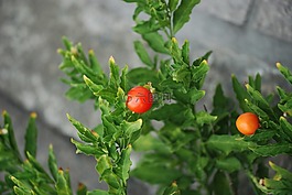 番茄,小小西紅柿,蔬菜