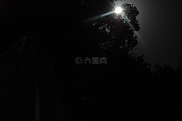 月亮,月光,由树木的月亮