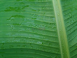 葉子,植物,綠色