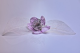 開花,葉子,花