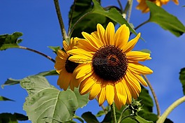 向日葵,花,夏季