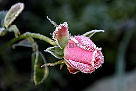 性質(zhì),花,玫瑰