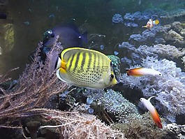 魚,水族館,動(dòng)物