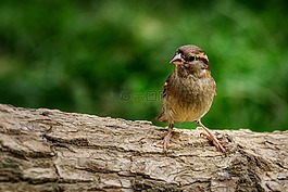 麻雀,鳥,性質(zhì)