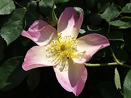 鲜花,布引香草园,玫瑰