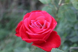 玫瑰,紅玫瑰,花