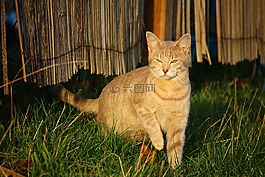 猫,鲭鱼,品种猫