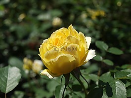 玫瑰,布引香草园,鲜花