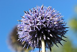 花,明星,花園