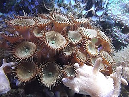 海葵,水族館,動(dòng)物