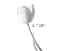 郁金香,花,鮮花
