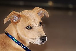 狗,小狗,浅棕色