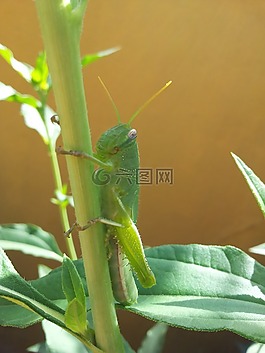 昆蟲,龍蝦,蝗蟲