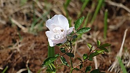 白玫瑰,玫瑰,花