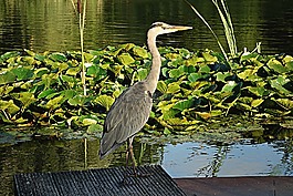 鷺,藍鷺,鳥